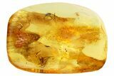 Detailed Fossil Spider and Click Beetle in Baltic Amber #357903-1
